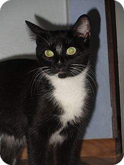 Domestic Shorthair Cat for Sale in Richfield, Ohio - Hope Domestic Shorthair Cat for Sale in Richfield, Ohio - Hope