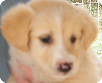 Border Collie Mix Puppy for Sale in manasquam, New Jersey - Angie Border Collie Mix Puppy for Sale in manasquam, New Jersey - Angie