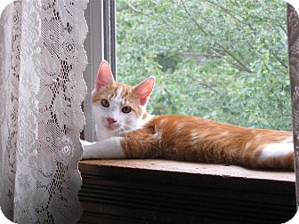 Domestic Shorthair Cat for Sale in Richboro, Pennsylvania - Rupert Grint Domestic Shorthair Cat for Sale in Richboro, Pennsylvania - Rupert Grint