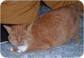 Domestic Shorthair Cat for Sale in Troy, Ohio - Maxine Domestic Shorthair Cat for Sale in Troy, Ohio - Maxine