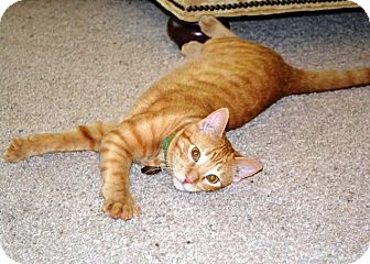 Domestic Shorthair Cat for Sale in Edmond, Oklahoma - Grover Domestic Shorthair Cat for Sale in Edmond, Oklahoma - Grover