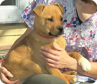 Shepherd (Unknown Type)/Labrador Retriever Mix Puppy for Sale in Sussex, New Jersey - Admiral Shepherd (Unknown Type)/Labrador Retriever Mix Puppy for Sale in Sussex, New Jersey - Admiral