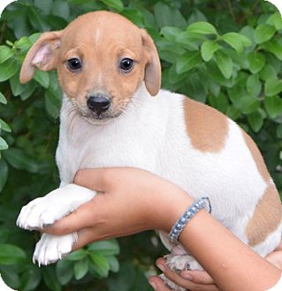 Chihuahua Mix Puppy for Sale in Ocala, Florida - Harley Chihuahua Mix Puppy for Sale in Ocala, Florida - Harley