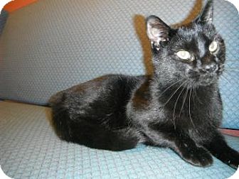 Domestic Shorthair Cat for Sale in Jackson, Michigan - Spooky Domestic Shorthair Cat for Sale in Jackson, Michigan - Spooky