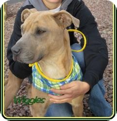 American Pit Bull Terrier Mix Dog for Sale in Las Vegas, Nevada - Wiggles American Pit Bull Terrier Mix Dog for Sale in Las Vegas, Nevada - Wiggles