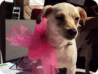 Dachshund/Chihuahua Mix Dog for Sale in San Diego, California - IZA Dachshund/Chihuahua Mix Dog for Sale in San Diego, California - IZA