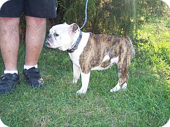 English Bulldog Dog for Sale in Germantown, Maryland - Vanessa English Bulldog Dog for Sale in Germantown, Maryland - Vanessa