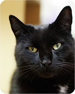 Domestic Shorthair Cat for Sale in Salem, New Hampshire - Pumpkin Domestic Shorthair Cat for Sale in Salem, New Hampshire - Pumpkin
