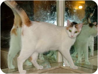 Domestic Shorthair Cat for Sale in Chattanooga, Tennessee - Opal Domestic Shorthair Cat for Sale in Chattanooga, Tennessee - Opal