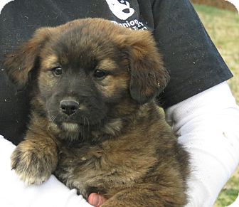 Mastiff/Golden Retriever Mix Puppy for Sale in Glastonbury, Connecticut - Truffles~adopted~ Mastiff/Golden Retriever Mix Puppy for Sale in Glastonbury, Connecticut - Truffles~adopted~