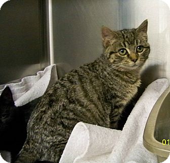 Domestic Shorthair Cat for Sale in Dover, Ohio - Buttercup Domestic Shorthair Cat for Sale in Dover, Ohio - Buttercup