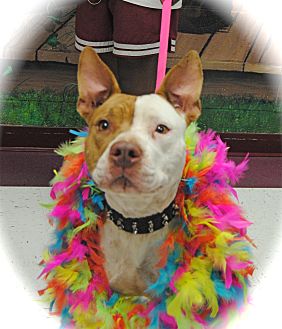 American Pit Bull Terrier/American Staffordshire Terrier Mix Dog for Sale in Euless, Texas - Spectacular Sissy American Pit Bull Terrier/American Staffordshire Terrier Mix Dog for Sale in Euless, Texas - Spectacular Sissy