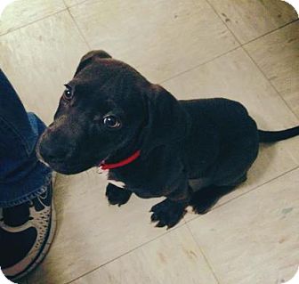 Labrador Retriever Mix Puppy for Sale in Gainesville, Florida - Kimmie Labrador Retriever Mix Puppy for Sale in Gainesville, Florida - Kimmie
