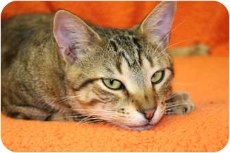 Domestic Shorthair Cat for Sale in Naples, Florida - Magic Domestic Shorthair Cat for Sale in Naples, Florida - Magic
