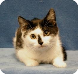 Domestic Shorthair Cat for Sale in Sacramento, California - Sporty Domestic Shorthair Cat for Sale in Sacramento, California - Sporty