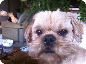 Shih Tzu Mix Dog for Sale in Manchester, Connecticut - Orville Shih Tzu Mix Dog for Sale in Manchester, Connecticut - Orville