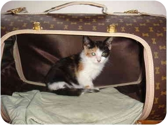 Calico Kitten for Sale in New York, New York - Mia Calico Kitten for Sale in New York, New York - Mia