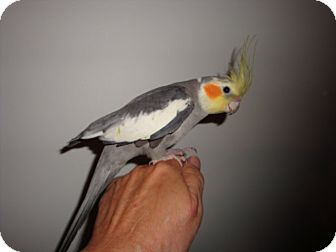 Cockatiel for Sale in St. Louis, Missouri - Obie Cockatiel for Sale in St. Louis, Missouri - Obie