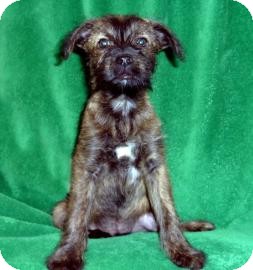 Terrier (Unknown Type, Medium) Mix Puppy for Sale in Tucson, Arizona - Shep Terrier (Unknown Type, Medium) Mix Puppy for Sale in Tucson, Arizona - Shep
