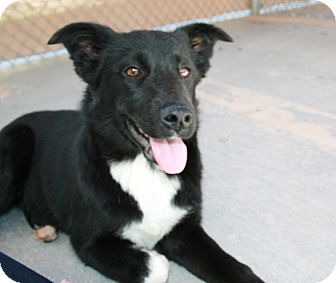 Border Collie/Labrador Retriever Mix Dog for Sale in san antonio, Texas - Stella Border Collie/Labrador Retriever Mix Dog for Sale in san antonio, Texas - Stella