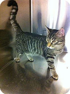 Domestic Shorthair Kitten for Sale in Pittstown, New Jersey - Bailybobo Domestic Shorthair Kitten for Sale in Pittstown, New Jersey - Bailybobo