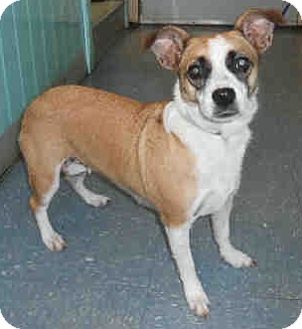 Corgi/Jack Russell Terrier Mix Dog for Sale in Orlando, Florida - Mila Corgi/Jack Russell Terrier Mix Dog for Sale in Orlando, Florida - Mila