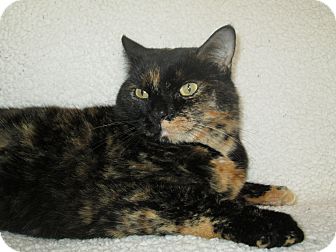 Domestic Shorthair Cat for Sale in Richland, Michigan - Abby Domestic Shorthair Cat for Sale in Richland, Michigan - Abby