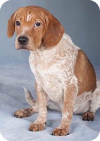 Shar Pei/Beagle Mix Puppy for Sale in Chicago, Illinois - Dustin Shar Pei/Beagle Mix Puppy for Sale in Chicago, Illinois - Dustin