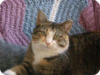 Domestic Shorthair Cat for Sale in Fairborn, Ohio - Bits Domestic Shorthair Cat for Sale in Fairborn, Ohio - Bits