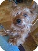Yorkie, Yorkshire Terrier Dog for Sale in Sherman, Connecticut - Gracie Yorkie, Yorkshire Terrier Dog for Sale in Sherman, Connecticut - Gracie