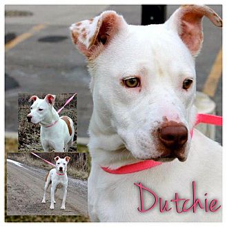 American Pit Bull Terrier Mix Dog for Sale in Westland, Michigan - Dutchie American Pit Bull Terrier Mix Dog for Sale in Westland, Michigan - Dutchie