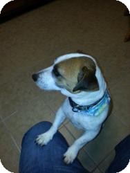 Jack Russell Terrier Dog for Sale in Marlton, New Jersey - Luke Jack Russell Terrier Dog for Sale in Marlton, New Jersey - Luke