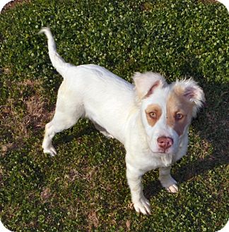 Australian Shepherd Mix Puppy for Sale in Glastonbury, Connecticut - Simon- meet me! Australian Shepherd Mix Puppy for Sale in Glastonbury, Connecticut - Simon- meet me!