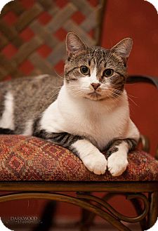 Domestic Shorthair Cat for Sale in St. Louis, Missouri - Bonk Domestic Shorthair Cat for Sale in St. Louis, Missouri - Bonk
