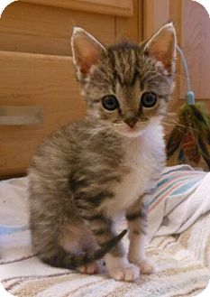 Domestic Shorthair Kitten for Sale in Sterling, Virginia - Becka Domestic Shorthair Kitten for Sale in Sterling, Virginia - Becka