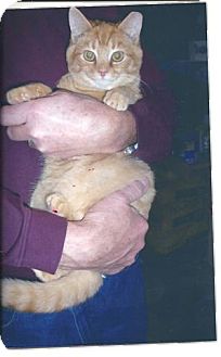 Domestic Shorthair Kitten for Sale in Acme, Pennsylvania - Chipper Domestic Shorthair Kitten for Sale in Acme, Pennsylvania - Chipper