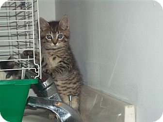 Domestic Shorthair Kitten for Sale in new york, New York - dingaling Domestic Shorthair Kitten for Sale in new york, New York - dingaling