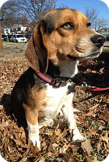 Beagle Mix Dog for Sale in Richmond, Virginia - Woodstock Beagle Mix Dog for Sale in Richmond, Virginia - Woodstock