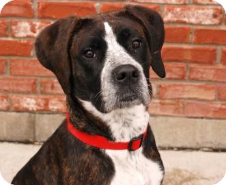Bullmastiff/German Shorthaired Pointer Mix Dog for Sale in Kettering, Ohio - Mushy Bullmastiff/German Shorthaired Pointer Mix Dog for Sale in Kettering, Ohio - Mushy