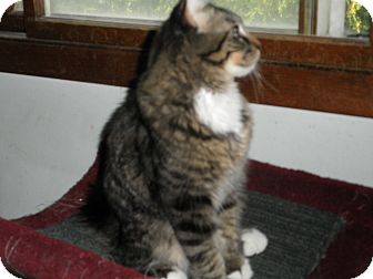 Domestic Mediumhair Kitten for Sale in Milwaukee, Wisconsin - Goober Domestic Mediumhair Kitten for Sale in Milwaukee, Wisconsin - Goober