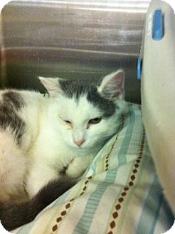 Domestic Shorthair Kitten for Sale in Pittstown, New Jersey - Kitty Hawk Domestic Shorthair Kitten for Sale in Pittstown, New Jersey - Kitty Hawk