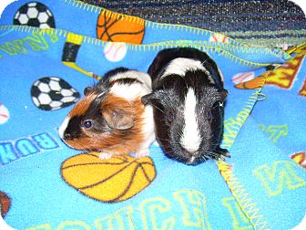 Guinea Pig for Sale in johnson creek, Wisconsin - Lila and Lilly Guinea Pig for Sale in johnson creek, Wisconsin - Lila and Lilly