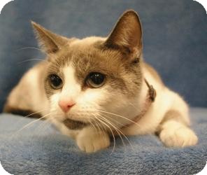 Ragdoll Cat for Sale in Sacramento, California - Chloe Ragdoll Cat for Sale in Sacramento, California - Chloe
