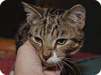 American Shorthair Kitten for Sale in Brooklyn, New York - Andy American Shorthair Kitten for Sale in Brooklyn, New York - Andy