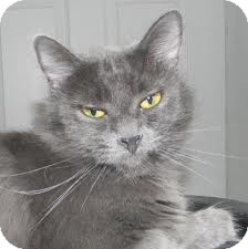 Domestic Shorthair Cat for Sale in Lancaster, Massachusetts - Lancelot Domestic Shorthair Cat for Sale in Lancaster, Massachusetts - Lancelot