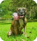 American Pit Bull Terrier/American Pit Bull Terrier Mix Dog for Sale in Orlando, Florida - Lilly American Pit Bull Terrier/American Pit Bull Terrier Mix Dog for Sale in Orlando, Florida - Lilly
