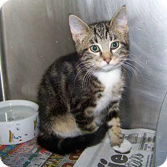 Domestic Shorthair Kitten for Sale in Dover, Ohio - Boots Domestic Shorthair Kitten for Sale in Dover, Ohio - Boots