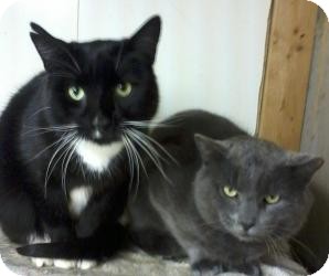 Russian Blue Cat for Sale in Salem, New Hampshire - Silverado&Sammy Russian Blue Cat for Sale in Salem, New Hampshire - Silverado&Sammy