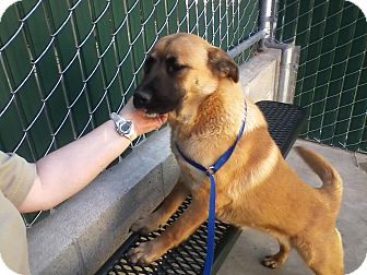 Shepherd (Unknown Type)/Chow Chow Mix Puppy for Sale in San Diego, California - Penny URGENT Shepherd (Unknown Type)/Chow Chow Mix Puppy for Sale in San Diego, California - Penny URGENT