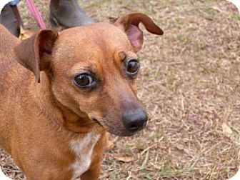 Chihuahua/Miniature Pinscher Mix Dog for Sale in Gainesville, Florida - Posie Chihuahua/Miniature Pinscher Mix Dog for Sale in Gainesville, Florida - Posie